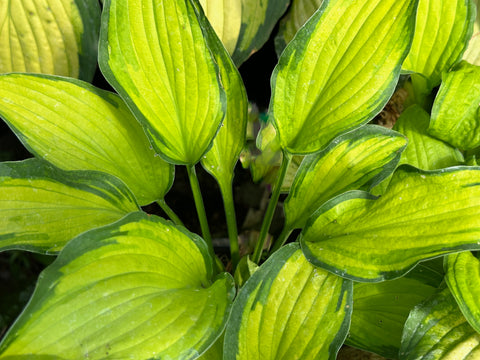 Hosta 'Prairie's Edge'