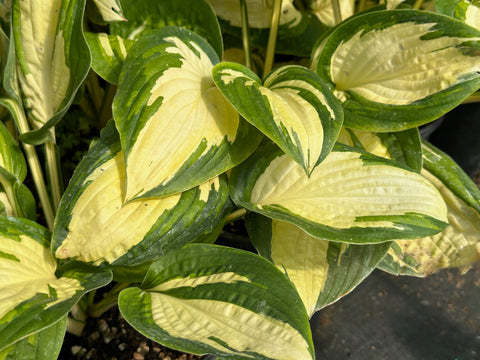 Hosta 'Prom Queen'