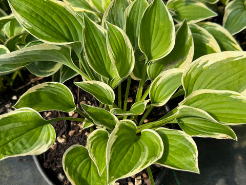 Hosta 'Rock Island Line'