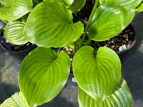 Hosta 'Royal Crest'