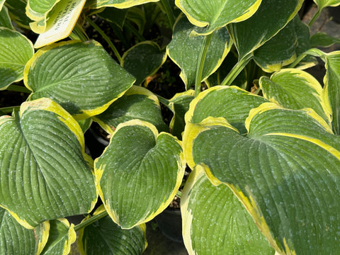 Hosta 'Royal Tapestry'