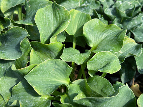 Hosta 'Ruffled Mouse Ears'