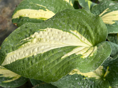 Hosta 'Smash Hit'