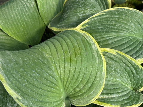 Hosta 'Snow Bunting'