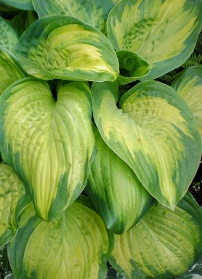 Hosta 'Paradigm'