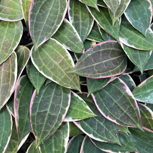 Hoya macrophylla (albomarginated)