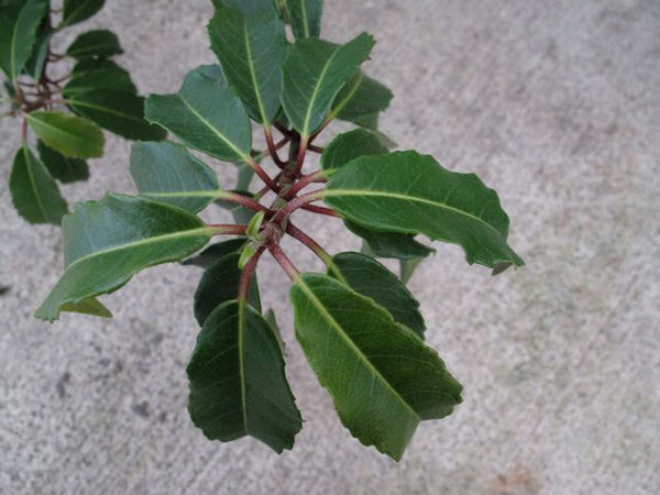 Hydrangea integrifolia (aka Climbing Hydrangea)