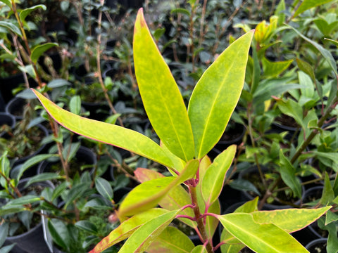 Illicium floridanum