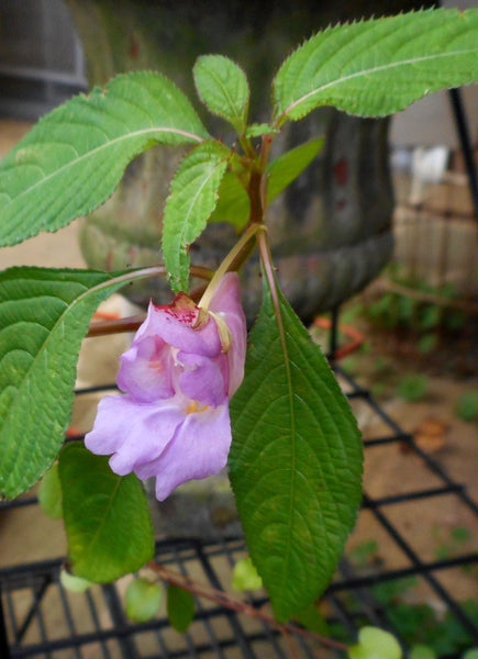 Impatiens arguta