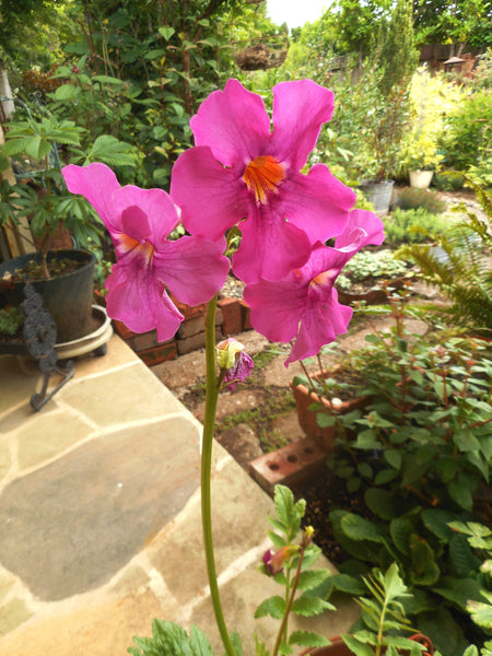 Incarvillea delavayi