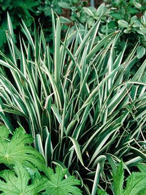 Iris foetidissima 'Variegata'