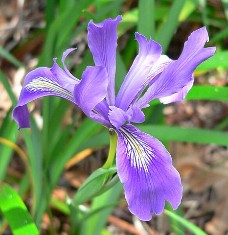 Iris douglasiana 20.0051 [Hunters Creek]