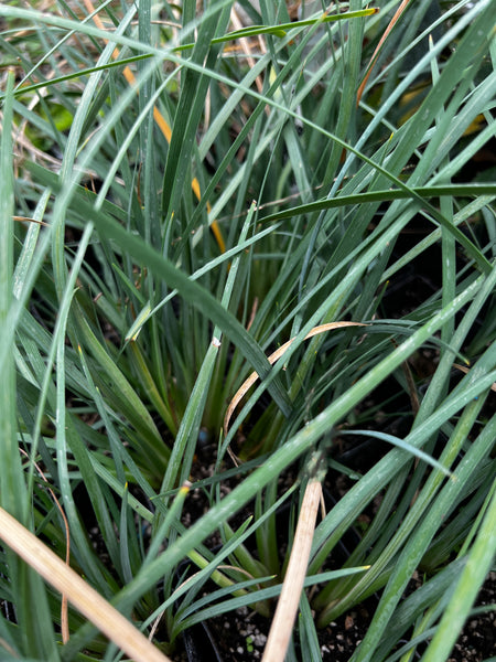 Iris unguicularis ssp. cretensis 'Kotsifou Gorge'