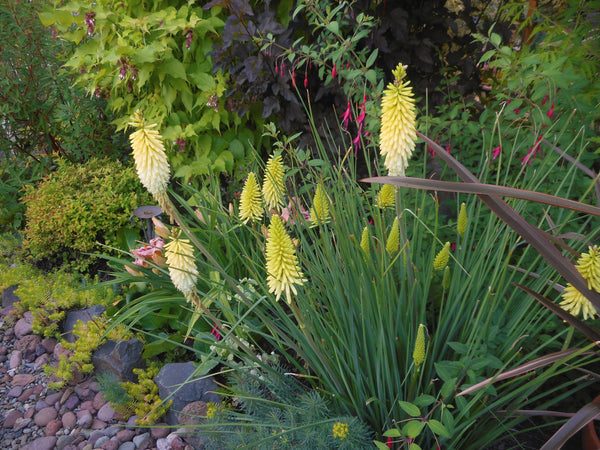 Kniphofia 'Pineapple Popsicle'