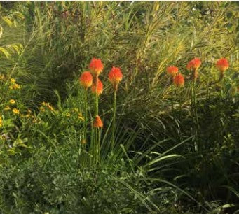 Kniphofia rooperi