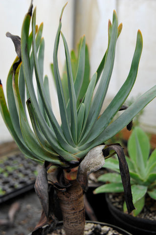 Kumara plicatilis (aka Aloe plicatilis)