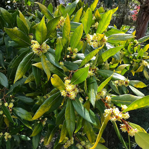 Laurus nobilis 'Aurea'