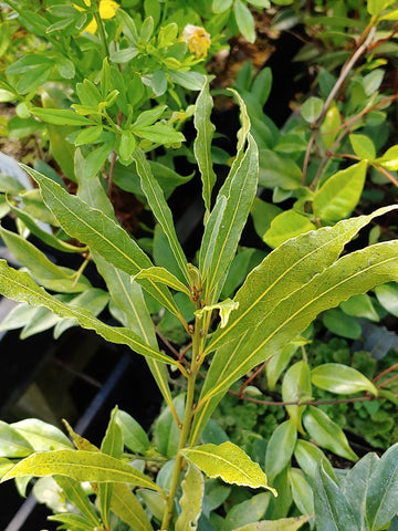 Laurus nobilis 'Angustifolia' (aka Narrow Leaf Sweet Bay Laurel)