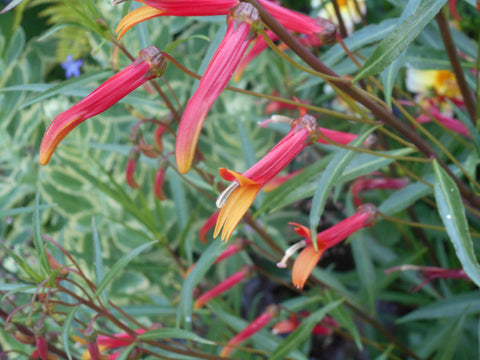 Lobelia laxiflora