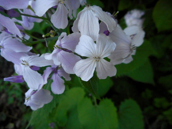 Lunaria rediviva