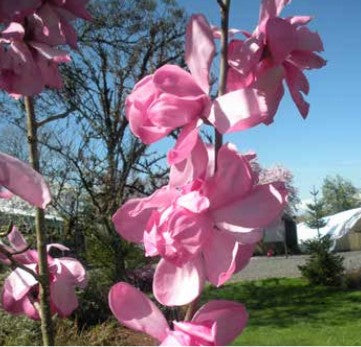 Magnolia sargentiana robusta 'Blood Moon'