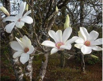 Magnolia salicifolia 'Else Frye'