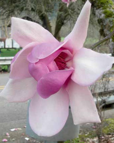 Magnolia 'Iolanthe'