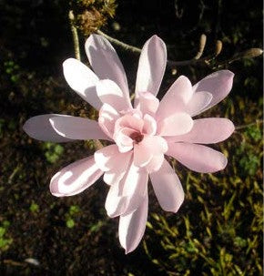 Magnolia sargentiana robusta 'Jane Platt'