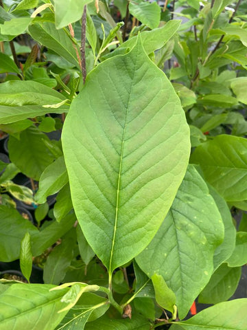 Magnolia 'Polo De Lorenzo'