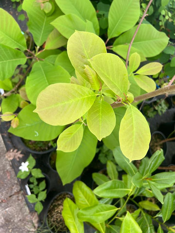 Magnolia 'Pristine'