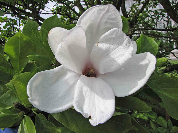 Magnolia x soulangeana 'Speciosa' aka Magnolia speciosa