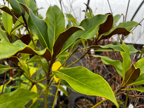 Magnolia grandiflora 'Kay Parris' aka Kay Parris Southern Magnolia