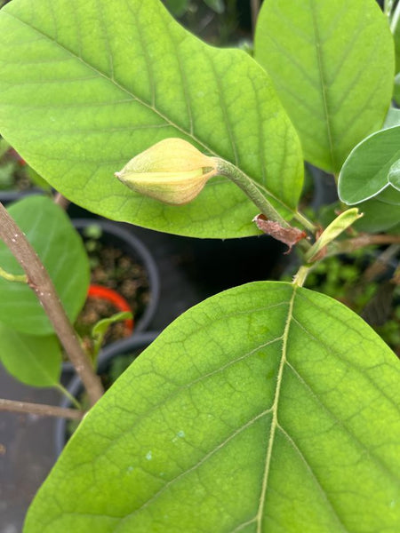 Magnolia sieboldii 'Colossus'