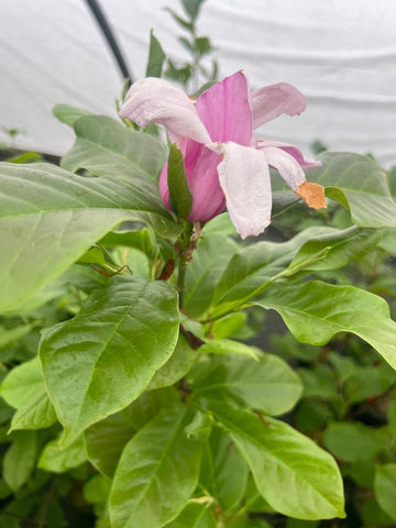 Magnolia soulangeana 'Purpleana'