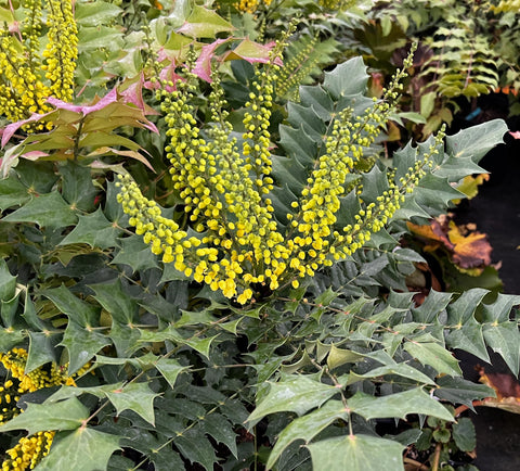 Mahonia x media 'Charity'