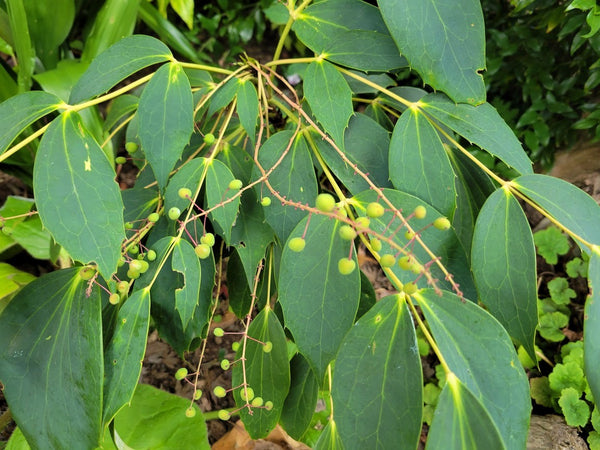 Mahonia gracilipes