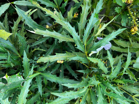 Mahonia fortunei [DJHC]