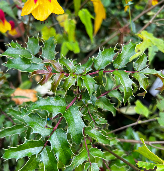 Mahonia moranensis (aka Berberis druckerei)