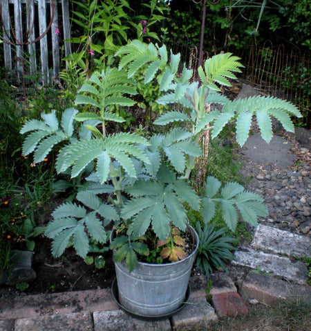 Melianthus major