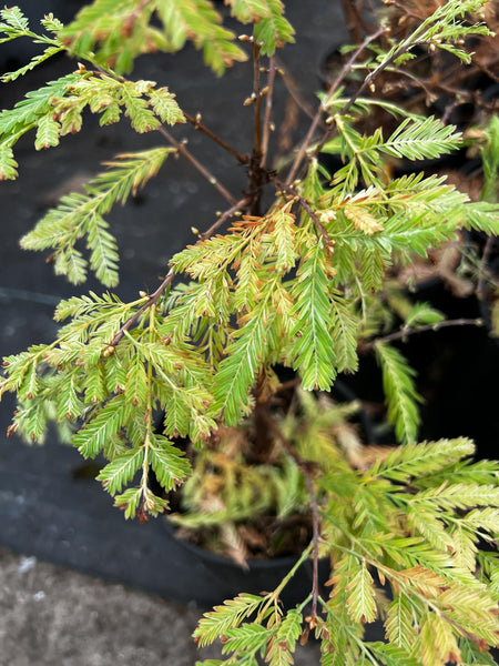 Metasequoia glyptostroboides 'Schirrmann's Nordlicht' (North Light Dawn Redwood)