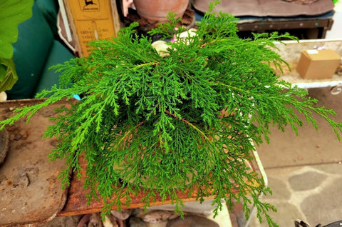 Microbiota decussata Celtic Pride™ (Celtic Pride Siberian Carpet Cypress)