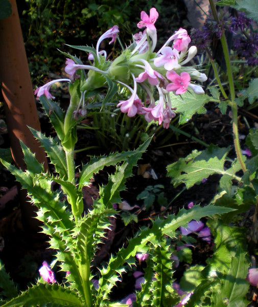 Morina longifolia