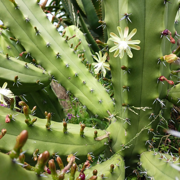 Myrtillocactus geometrizans 'San Bartolo'