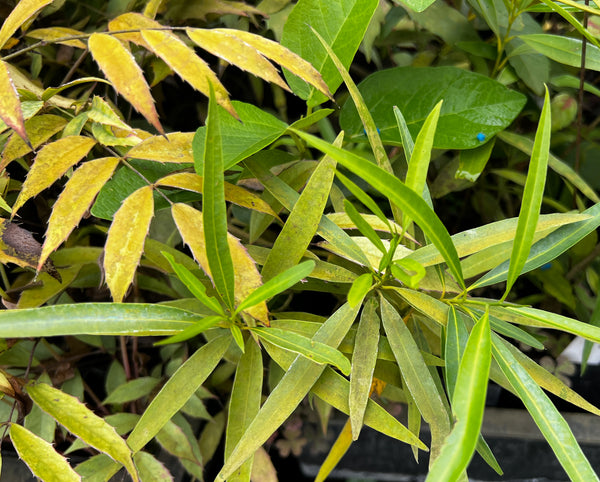 Nectandra salicifolia