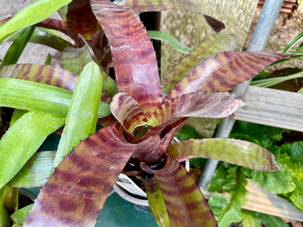 Neoregelia 'Groves Red Tiger' (aka 'Red Tiger')