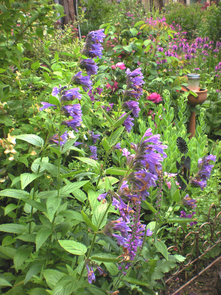 Nepeta yunnanensis