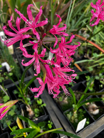 Nerine x humilis [deep pink]