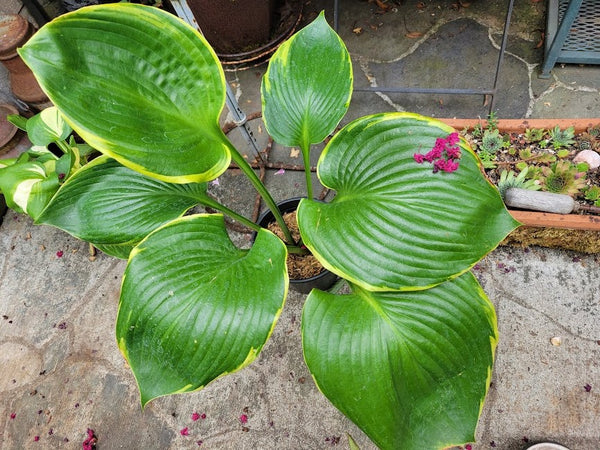 Hosta 'Lady Isobel Barnett'