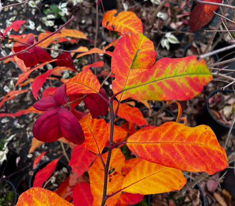 Nyssa sylvatica 'Wildfire'