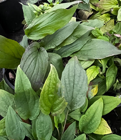 Omphalodes 'Cherry Ingram'